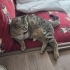 Pamuk kısır aşıları tam fotoğraf