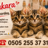 3 Bal Kardeş Yuvalarını Bekliyor fotoğraf