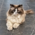 Bulut Yuvasını Arıyor fotoğraf