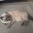 Scottish Fold dişi kedi pamuk fotoğraf
