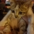 Serin evler soulmate kedi fotoğraf