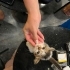 Serin evler soulmate kedi fotoğraf