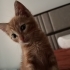 Mısır iç dış parazitleri yapıldı karma aşısı yapıldı fotoğraf