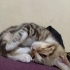 Komutan yuva arıyor fotoğraf