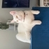 Luna yuvasını arıyor fotoğraf