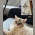 British Shorthair fotoğraf
