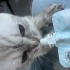 British Shorthair fotoğraf
