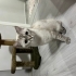 British Shorthair fotoğraf