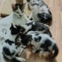 Minik yavruları yuva arıyoruz fotoğraf