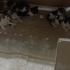 Minik yavruları yuva arıyoruz fotoğraf