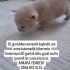 1 yavru 21 gunluk fotoğraf