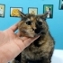 Sağlık aşıları tam, kısır ve uykucu güzel kızımız Tarçın'a fotoğraf