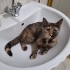 Sağlık aşıları tam, kısır ve uykucu güzel kızımız Tarçın'a fotoğraf