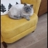 uysal, sakin oğluma güvenebileceğimiz yeni bir yuva arıyorum. fotoğraf