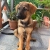 3 Aylık Dişi Alman Çoban Köpeği (Kurt) – Çipli, Aşıları Tam fotoğraf