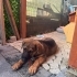 3 Aylık Dişi Alman Çoban Köpeği (Kurt) – Çipli, Aşıları Tam fotoğraf