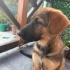 3 Aylık Dişi Alman Çoban Köpeği (Kurt) – Çipli, Aşıları Tam fotoğraf