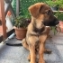 3 Aylık Dişi Alman Çoban Köpeği (Kurt) – Çipli, Aşıları Tam fotoğraf