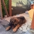 3 Aylık Dişi Alman Çoban Köpeği (Kurt) – Çipli, Aşıları Tam fotoğraf