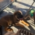3 Aylık Dişi Alman Çoban Köpeği (Kurt) – Çipli, Aşıları Tam fotoğraf