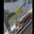Ücretsiz 5 aylık erkek patimiz fotoğraf