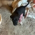 Anneleri av köpeği olan 6 yavrumuza yuva fotoğraf