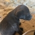 Anneleri av köpeği olan 6 yavrumuza yuva fotoğraf