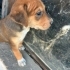 Anneleri av köpeği olan 6 yavrumuza yuva fotoğraf