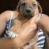 Anneleri av köpeği olan 6 yavrumuza yuva fotoğraf