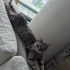 Felicia'nın yeni sahibine fotoğraf