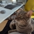 Felicia'nın yeni sahibine fotoğraf