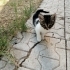 Acil Yuva Arıyoruz fotoğraf