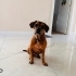 Tonguç yuva arıyor fotoğraf