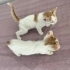 3 Tatlı Bebişlere aile arıyoruz. fotoğraf