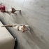 3 Tatlı Bebişlere aile arıyoruz. fotoğraf