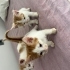 3 Tatlı Bebişlere aile arıyoruz. fotoğraf
