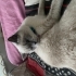 Bluepoint oyuncu erkek kedi fotoğraf