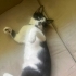Sevimli oyuncu sevecen ve arkadaş canlısı fotoğraf