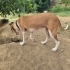 2 yaşında dişi kısır/ American foxhound/mükemmel bir dost/ ömürlük yuva fotoğraf