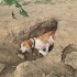 2 yaşında dişi kısır/ American foxhound/mükemmel bir dost/ ömürlük yuva fotoğraf