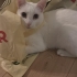 Kısır kedi acil acil acik sahiplendirme fotoğraf