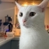 Kısır kedi acil acil acik sahiplendirme fotoğraf