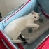 Kısır kedi acil acil acik sahiplendirme fotoğraf