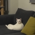 Kısır kedi acil acil acik sahiplendirme fotoğraf