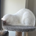 Kısır kedi acil acil acik sahiplendirme fotoğraf
