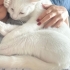 Kısır kedi acil acil acik sahiplendirme fotoğraf