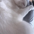 Kısır kedi acil acil acik sahiplendirme fotoğraf