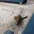Fıstık Prensese ömürlük yuvasını arıyoruz fotoğraf