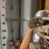 1,5 aylık annesiz yavru fotoğraf