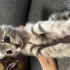 1,5 aylık annesiz yavru fotoğraf